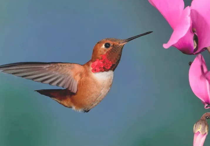 SARAH (Soins - Aide - Réconfort - Assistance - Humanité) asbl : Centre de formation à l'écoute, à l'accompagnement et au bien-être personnel et professionnel à Charleroi